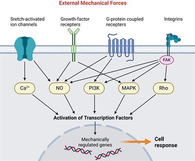 Frontiers | Mechanotransduction In Skin Wound Healing And Scar ...